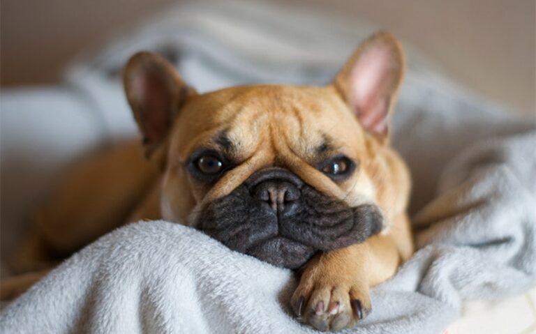 Funny Female Bulldog Names