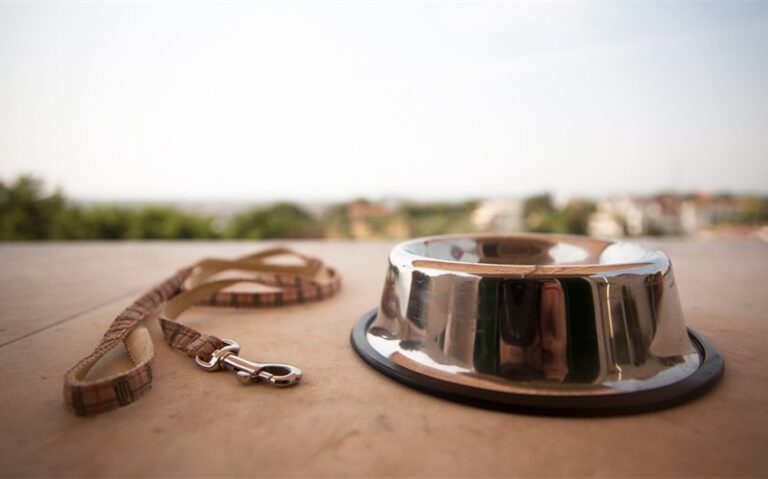 what to say when someone loses a pet